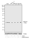 H4K20ac Antibody in Western Blot (WB)