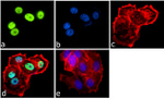 H4K20ac Antibody in Immunocytochemistry (ICC/IF)