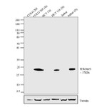 H3K9me1 Antibody in Western Blot (WB)