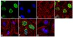 H3K9me2 Antibody in Immunocytochemistry (ICC/IF)