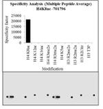 H4K8ac Antibody in Peptide array (ARRAY)