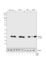 H4K8ac Antibody in Western Blot (WB)