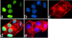 H4K8ac Antibody in Immunocytochemistry (ICC/IF)