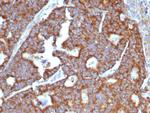 Transferrin (Early Marker of Oligodendrocytes) Antibody in Immunohistochemistry (Paraffin) (IHC (P))