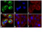 Phospho-CDK1 (Thr14, Tyr15) Antibody