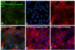 ZO-3 Antibody