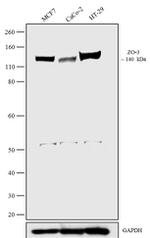 ZO-3 Antibody in Western Blot (WB)