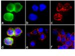 CIS Antibody in Immunocytochemistry (ICC/IF)