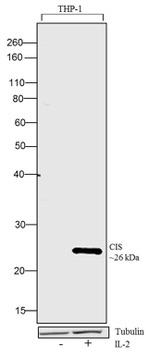 CIS Antibody