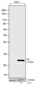 CIS Antibody in Western Blot (WB)