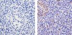 WNT2B Antibody in Immunohistochemistry (Paraffin) (IHC (P))