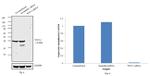 WNT4 Antibody in Western Blot (WB)