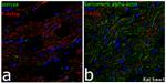 alpha Actinin 2 Antibody in Immunohistochemistry (Frozen) (IHC (F))