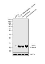 Sca-1 Antibody in Western Blot (WB)