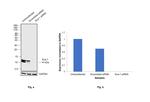 Sca-1 Antibody in Western Blot (WB)