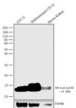 Sca-1 Antibody in Western Blot (WB)