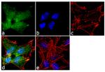 Somatostatin Antibody in Immunocytochemistry (ICC/IF)