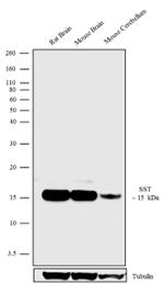 Somatostatin Antibody in Western Blot (WB)