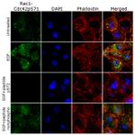 Phospho-RAC1/CDC42 (Ser71) Antibody in Immunocytochemistry (ICC/IF)