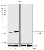 Phospho-RAC1/CDC42 (Ser71) Antibody in Western Blot (WB)