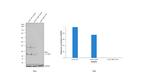 Phospho-RAC1/CDC42 (Ser71) Antibody in Western Blot (WB)