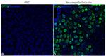 OTX2 Antibody in Immunocytochemistry (ICC/IF)