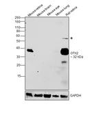 OTX2 Antibody in Western Blot (WB)