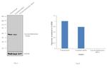 Tyrosine Hydroxylase Antibody in Western Blot (WB)