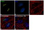 Histone H2A.X Antibody in Immunocytochemistry (ICC/IF)