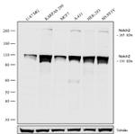 NOTCH2 Antibody in Western Blot (WB)