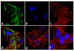 TrkC Antibody in Immunocytochemistry (ICC/IF)