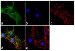 GLT-1 Antibody in Immunocytochemistry (ICC/IF)