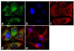 Glutamine Synthetase Antibody in Immunocytochemistry (ICC/IF)