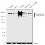 NF-H Antibody in Western Blot (WB)