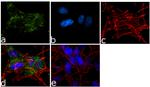 PSD93 Antibody in Immunocytochemistry (ICC/IF)