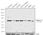 PSD93 Antibody in Western Blot (WB)