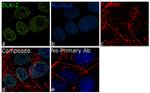 DLX2 Antibody in Immunocytochemistry (ICC/IF)