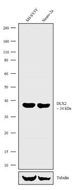 DLX2 Antibody in Western Blot (WB)