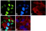 NeuN Antibody in Immunocytochemistry (ICC/IF)