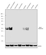 NeuN Antibody in Western Blot (WB)