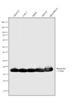 Histone H3 Antibody in Western Blot (WB)