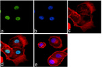 Histone H3 Antibody in Immunocytochemistry (ICC/IF)