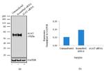 alpha-1 Antitrypsin Antibody in Western Blot (WB)