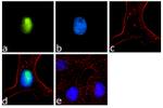 TERT Antibody in Immunocytochemistry (ICC/IF)