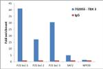 TBX3 Antibody in ChIP Assay (ChIP)