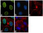 TBX3 Antibody in Immunocytochemistry (ICC/IF)