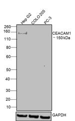 CEACAM1 Antibody