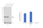 Annexin A1 Antibody in Western Blot (WB)