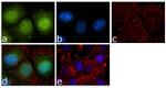 Annexin A1 Antibody in Immunocytochemistry (ICC/IF)