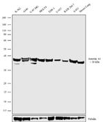 Annexin A1 Antibody in Western Blot (WB)